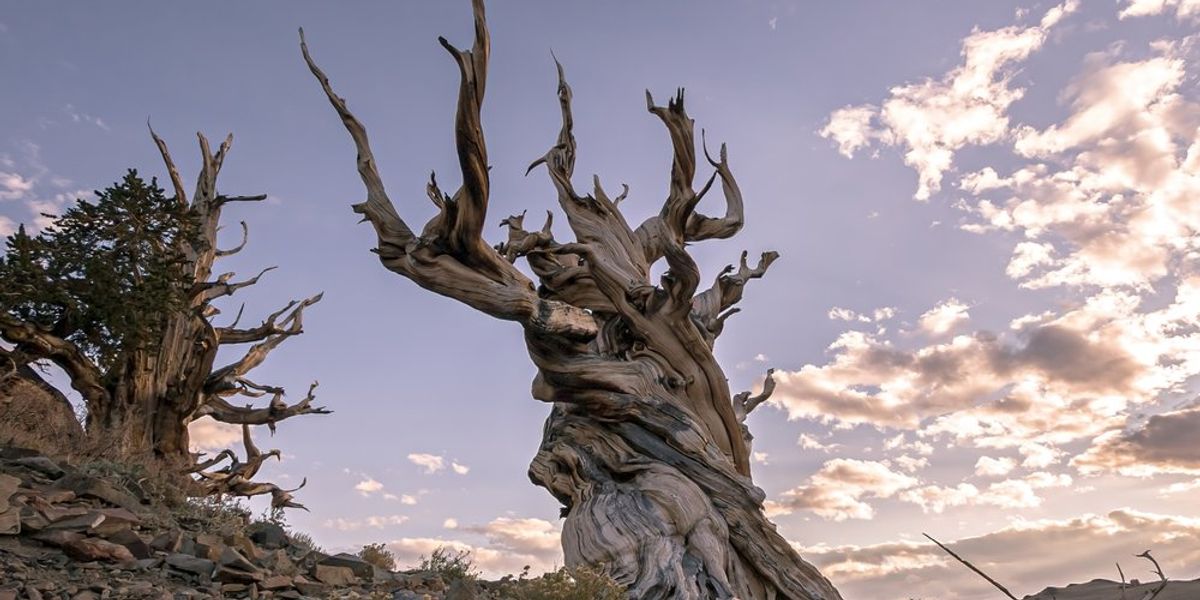 A világ legidősebb fája