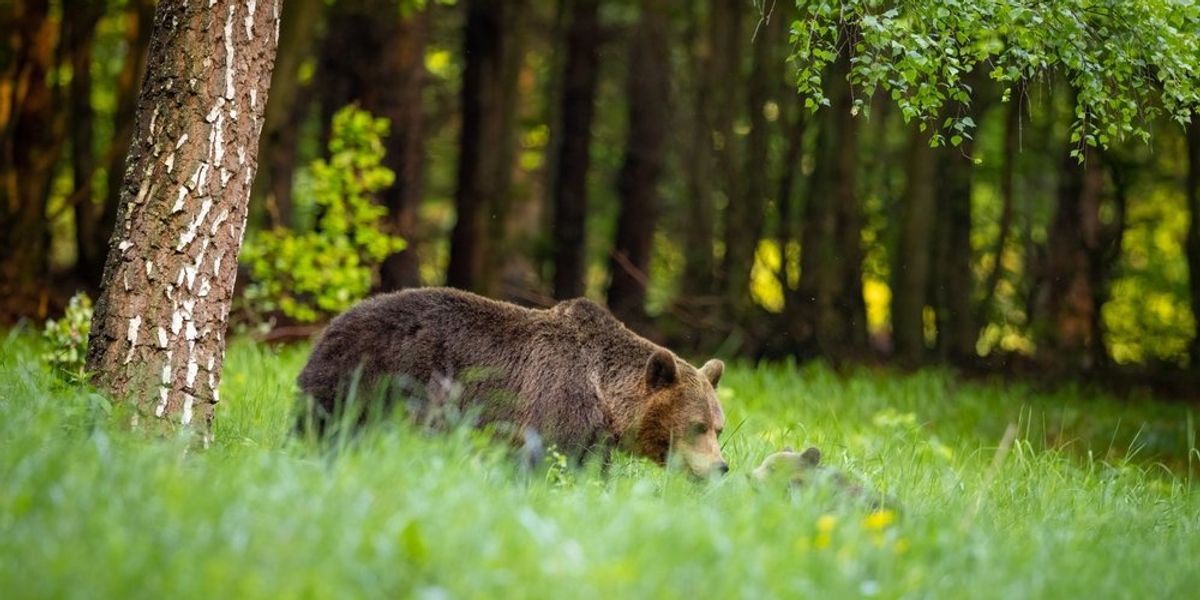 barnamedve Szlovűkiában