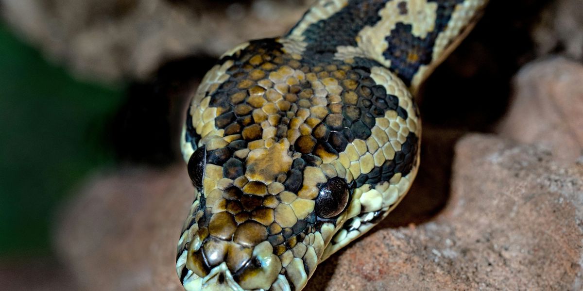 Az Amazonas mélyén megtalálhatták a világ legnagyobb kígyófaját
