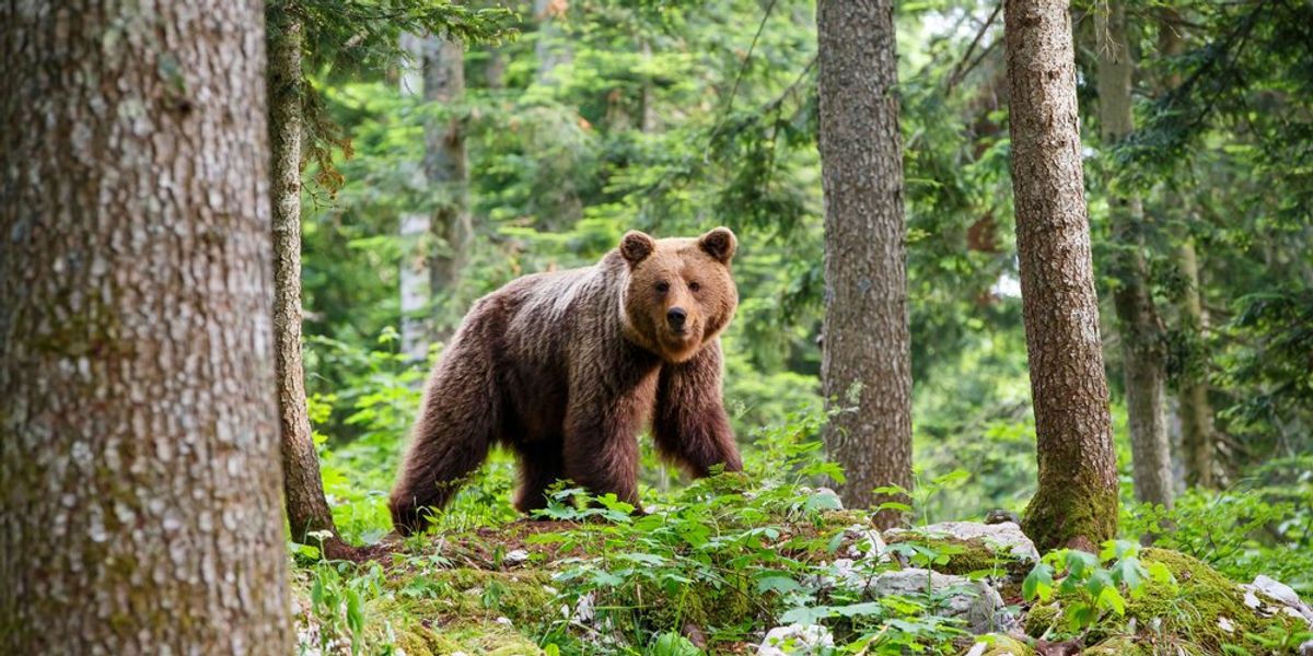 egy barnamedve egy erdőben