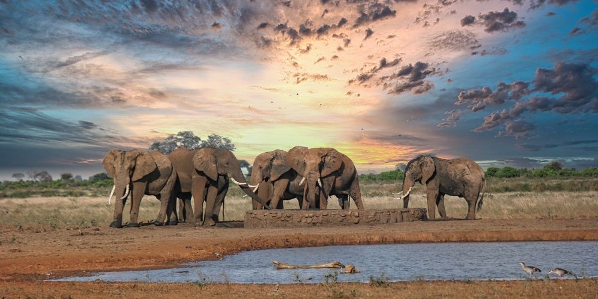 elefántok Kenyában
