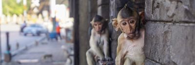 majmok Lopburiban