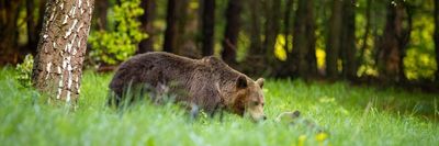 barnamedve Szlovűkiában