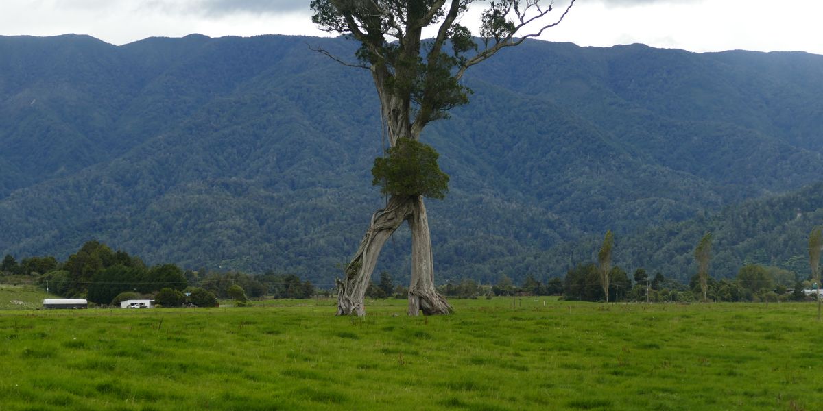 ​Chodiaci strom je zvláštnou atrakciou Nového Zélandu