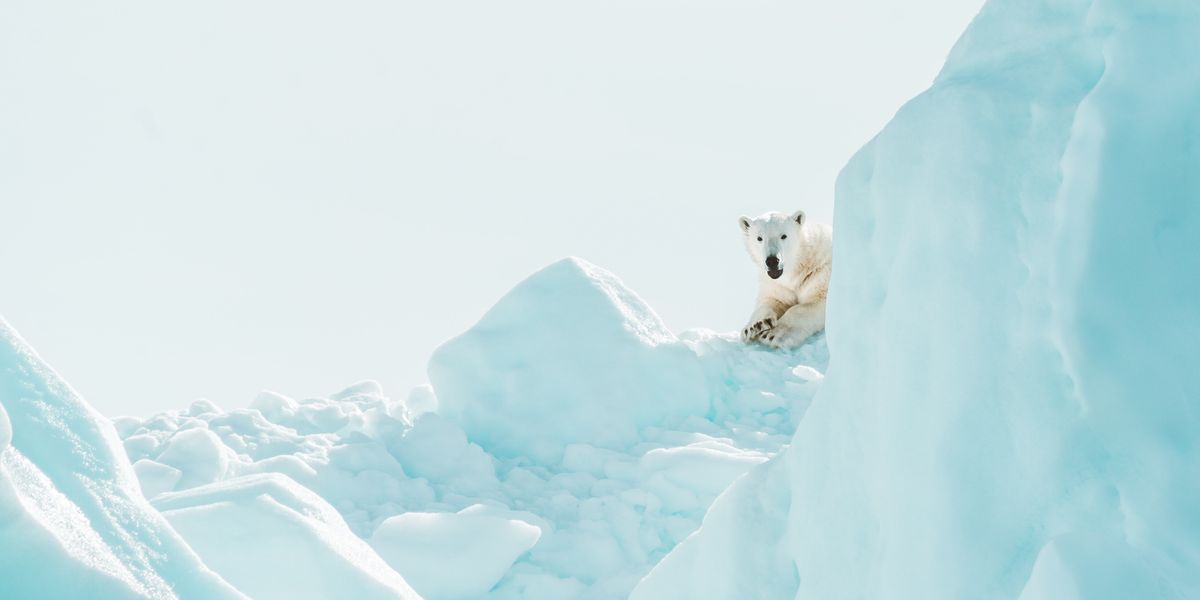 Norvégia visszacsábítja a jegesmedvéket