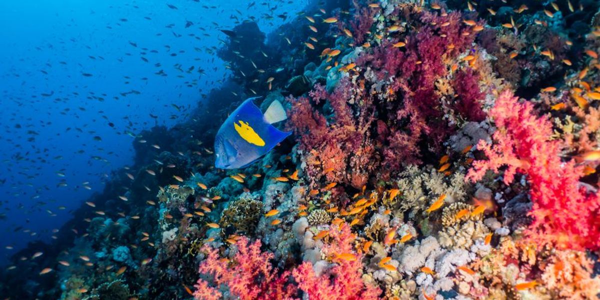 600 éves korallzátony a Vörös-tengeren​