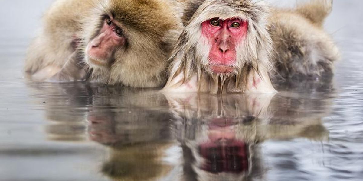 Opičí relax v termálnej vode