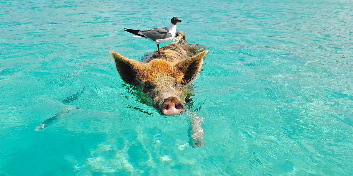 Zaplávajte si s prasiatkami na Bahamách