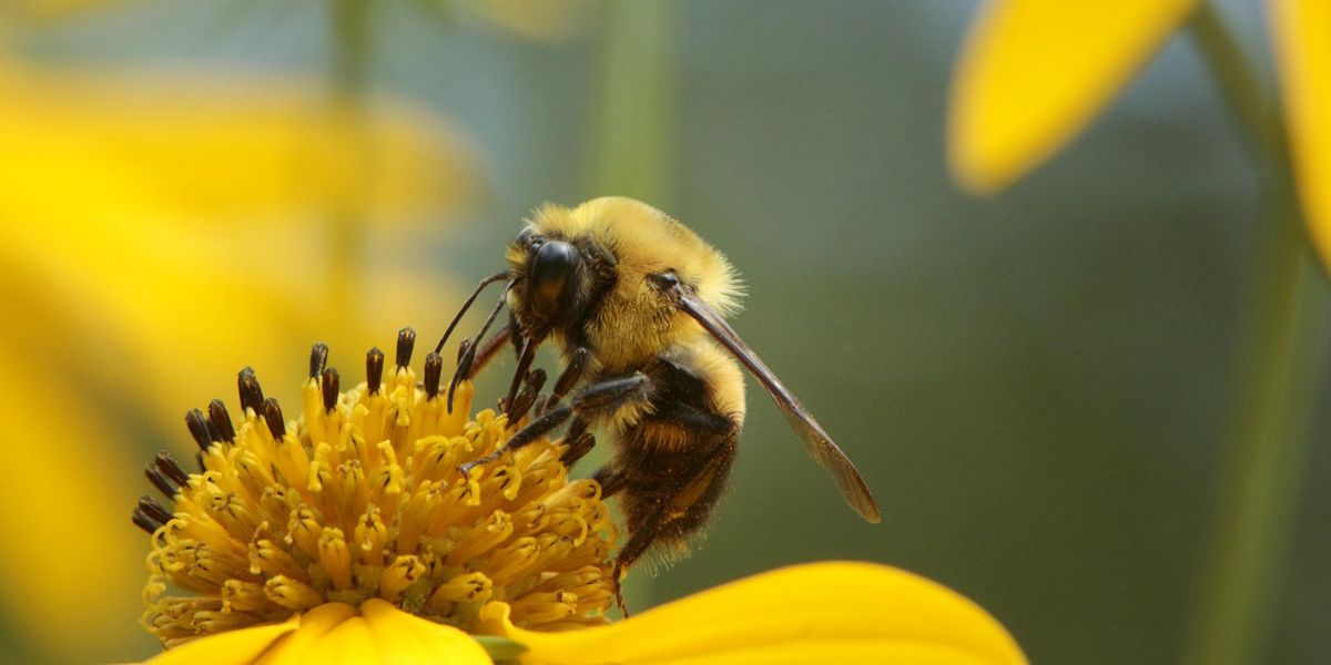 Svetový deň včiel