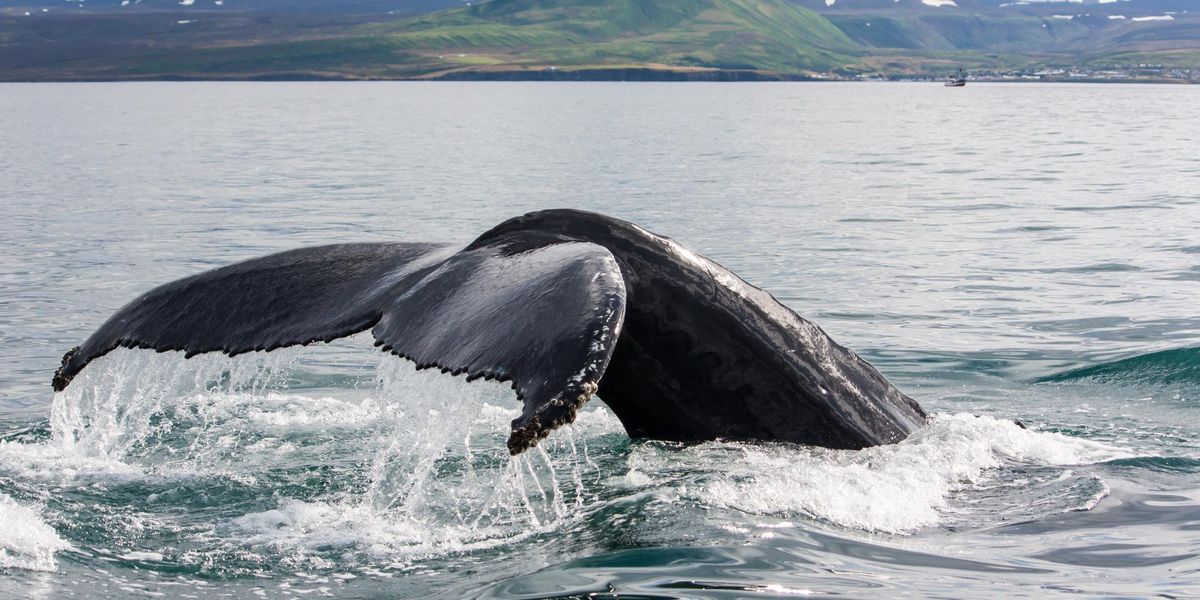 Izlandon megleshetjük a bálnákat