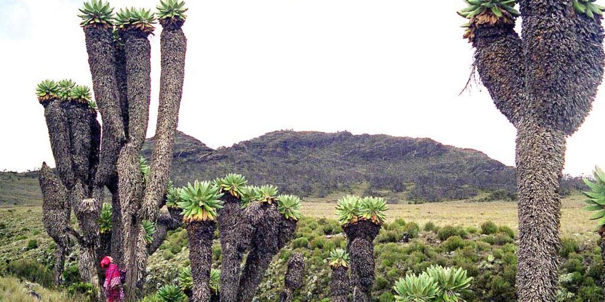 A hegy elvarázsolt óriásai: fák a Kilimandzsárón