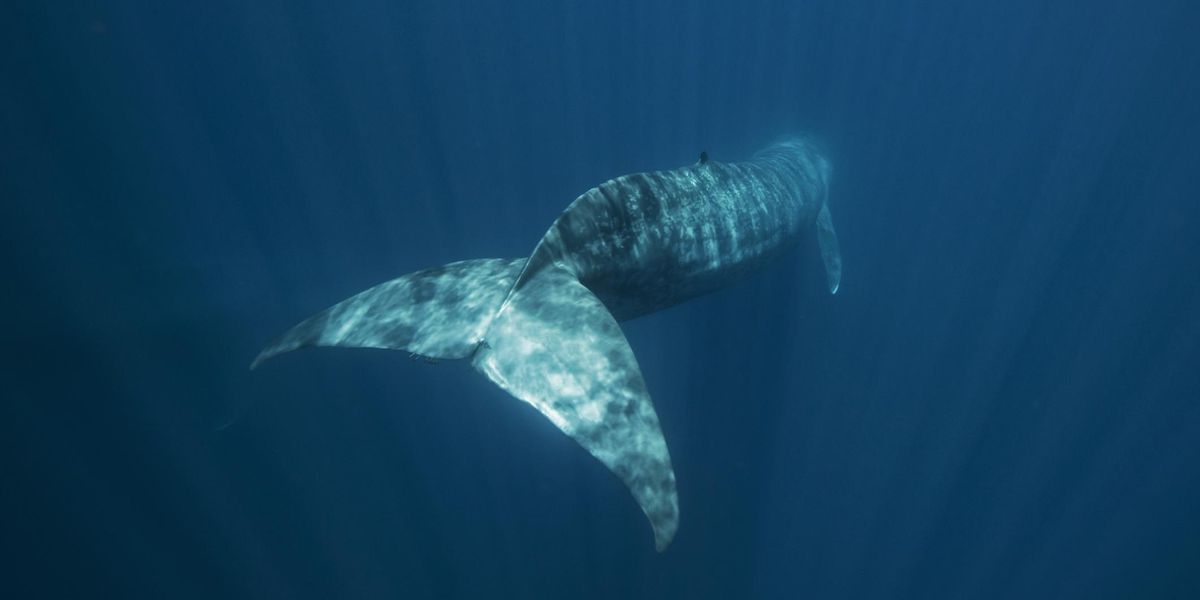 Film a legmagányosabb bálnáról