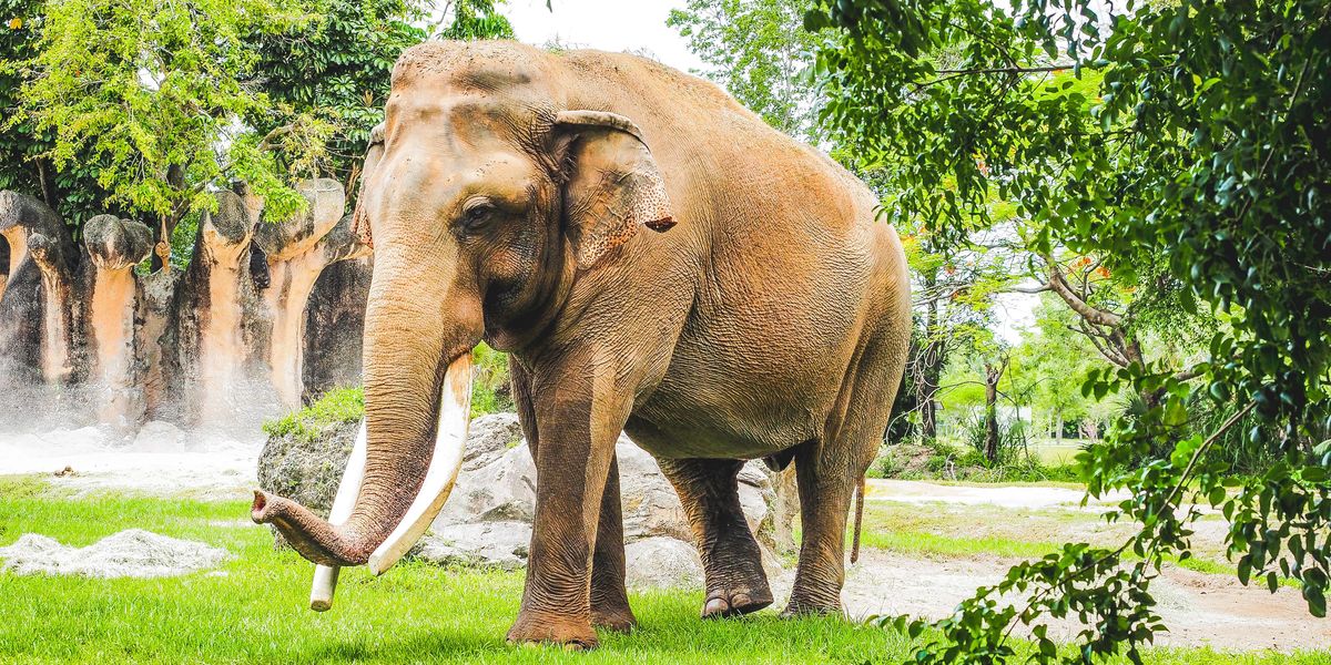 Zodpovedný turizmus so slonmi v Thajsku