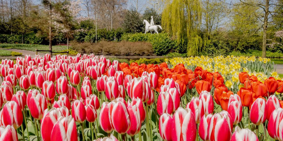 Mesto tulipánov: Keukenhof