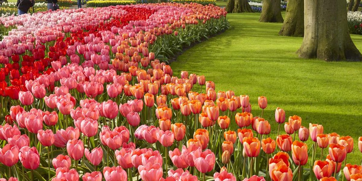 Hétmillió tulipán parkja