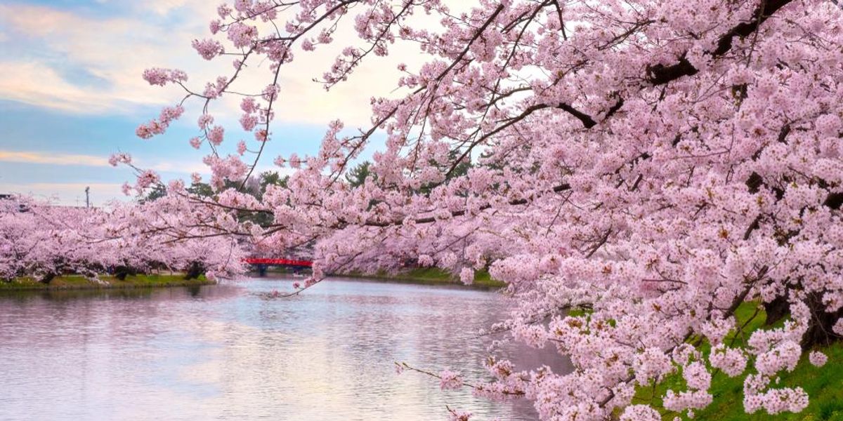 Két napig virágzik a cseresznyefa Japánban