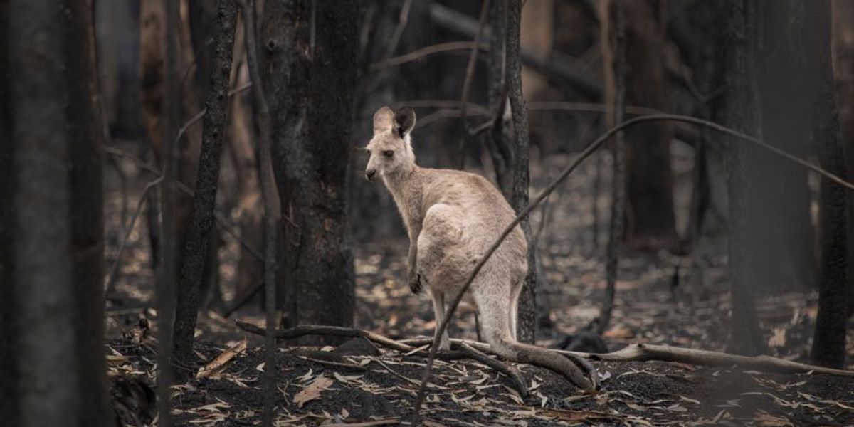 Lassan újjáélednek a leégett erdők Ausztráliában