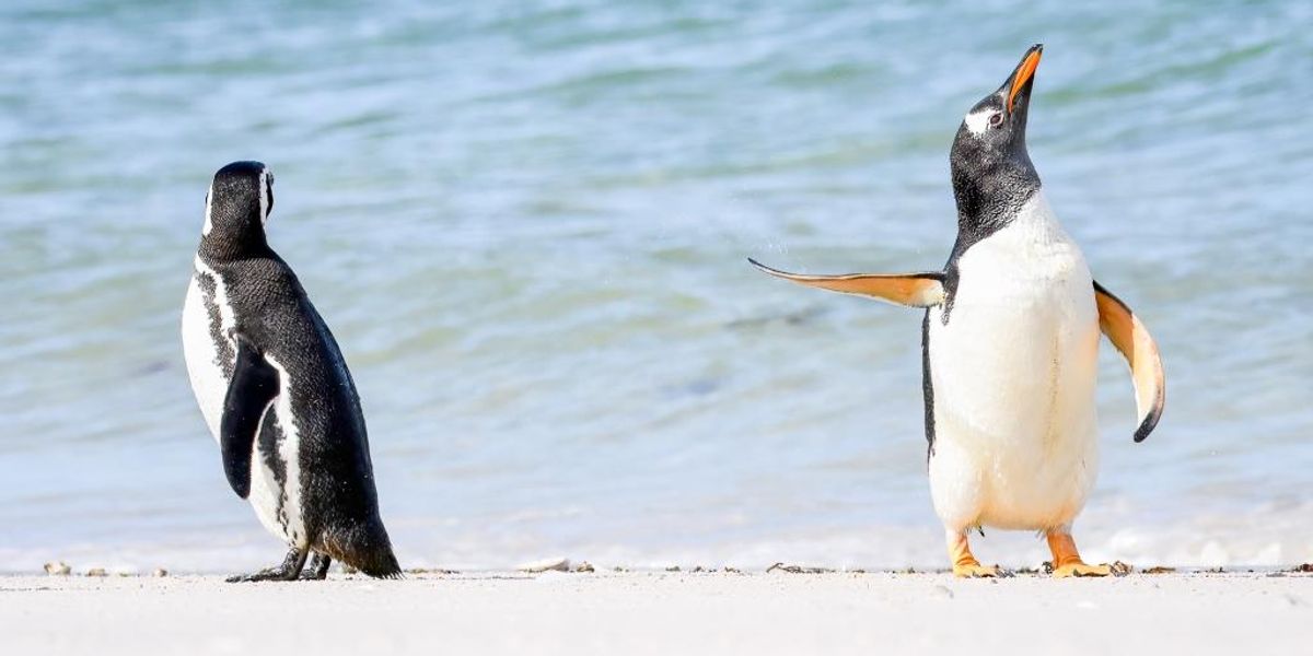 Sértődött pingvin és repülő kenguru - a legviccesebb fotók a vadvilágból
