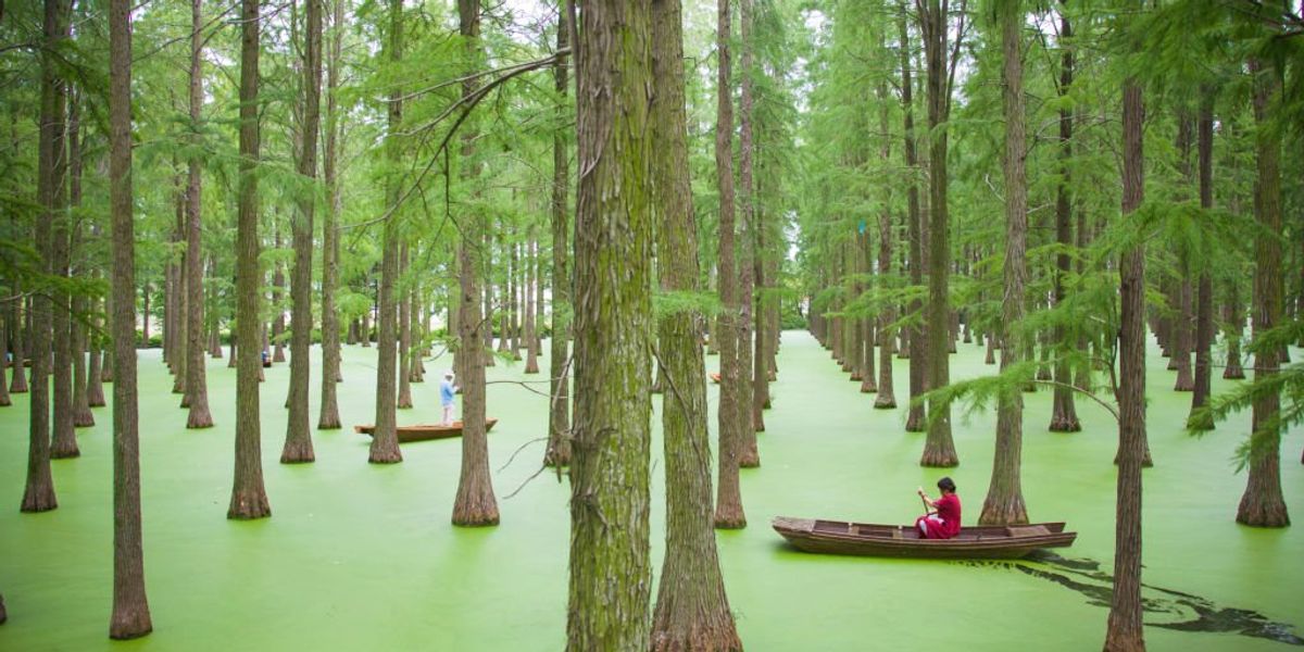 Okúpte si myseľ v čínskom vodnom lese