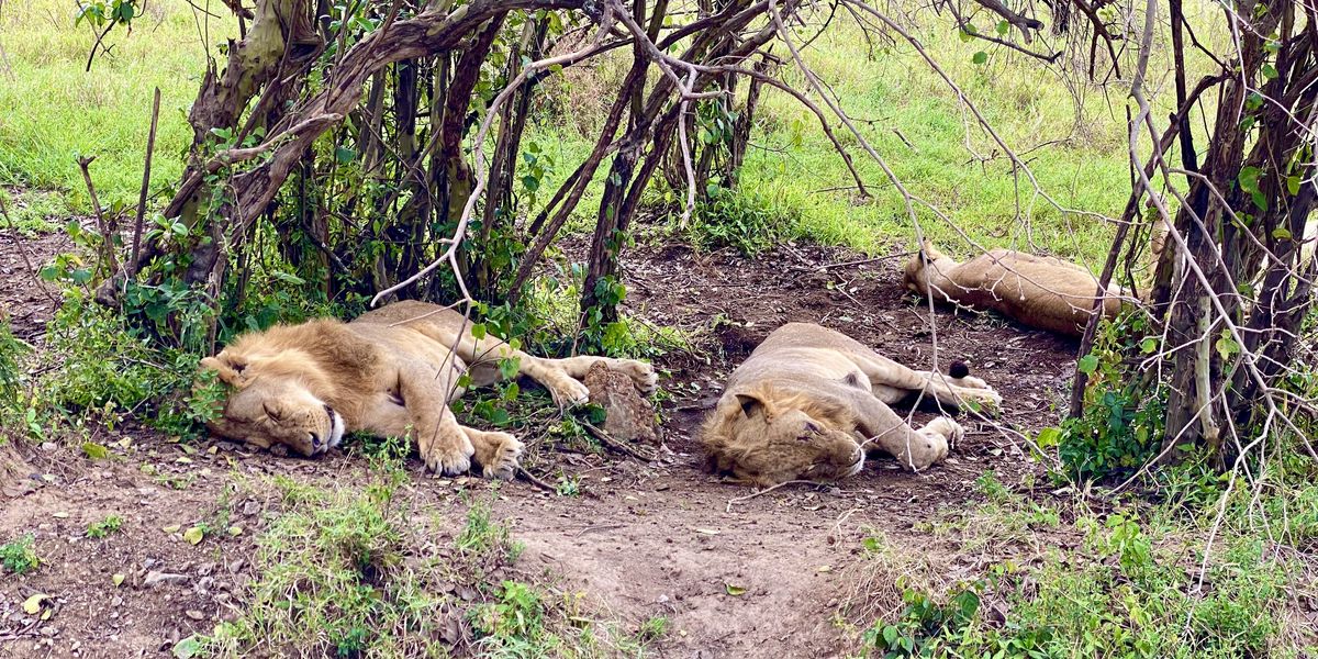 Safari v Keni, 2. časť: Národný park Nakuru