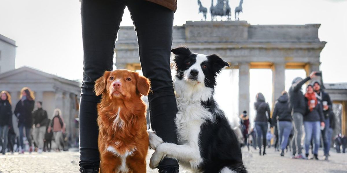 4 mestá priateľské ku psom: tu môžete cestovať aj so svojím miláčikom
