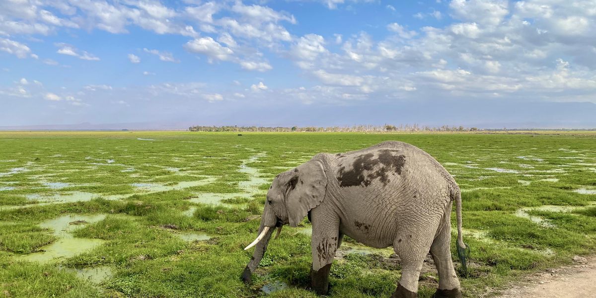 Kenyában jártunk – 3. rész: Amboseli Nemzeti Park – az óriások földje