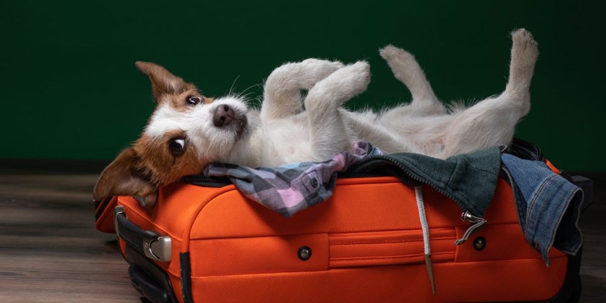 Így utazzunk kutyával repülőn és vonaton