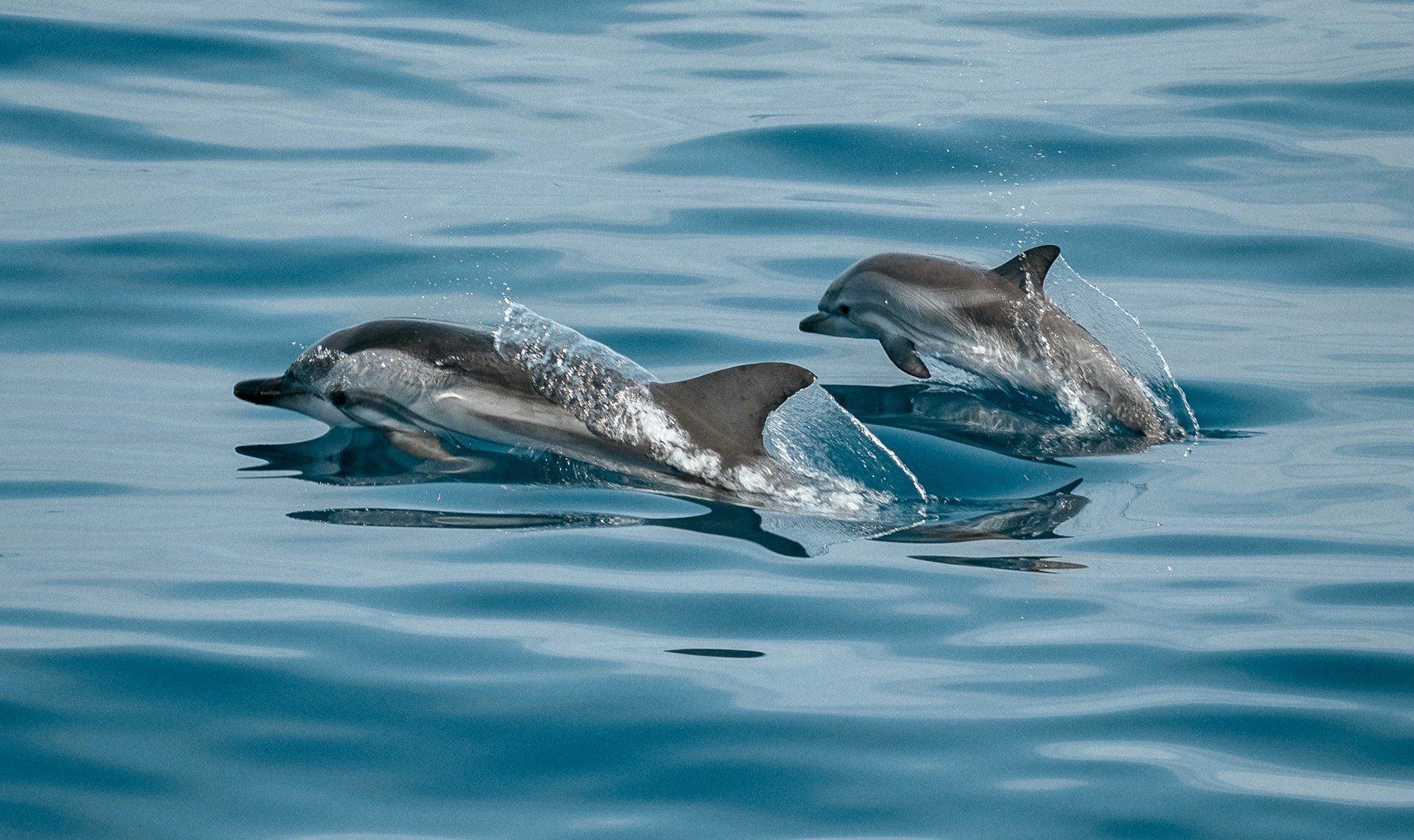 Óceánból kiugráló delfinek