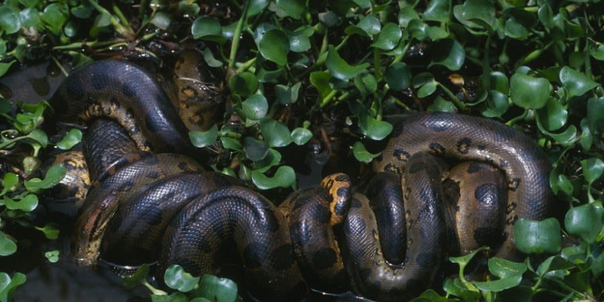 Toto Will Smith nečakal: počas nakrúcania objavili v Amazonskom pralese najväčšieho hada na svete