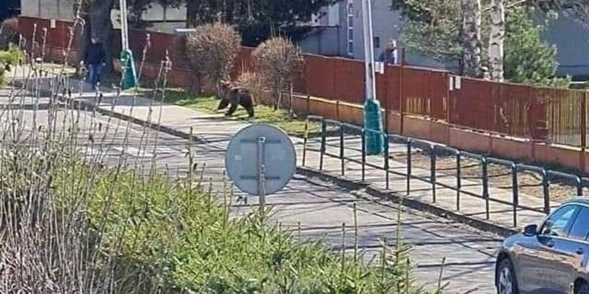 Medvede sa zobúdzajú: v nedeľu na poludnie bol jeden aj v centre Liptovského Mikuláša