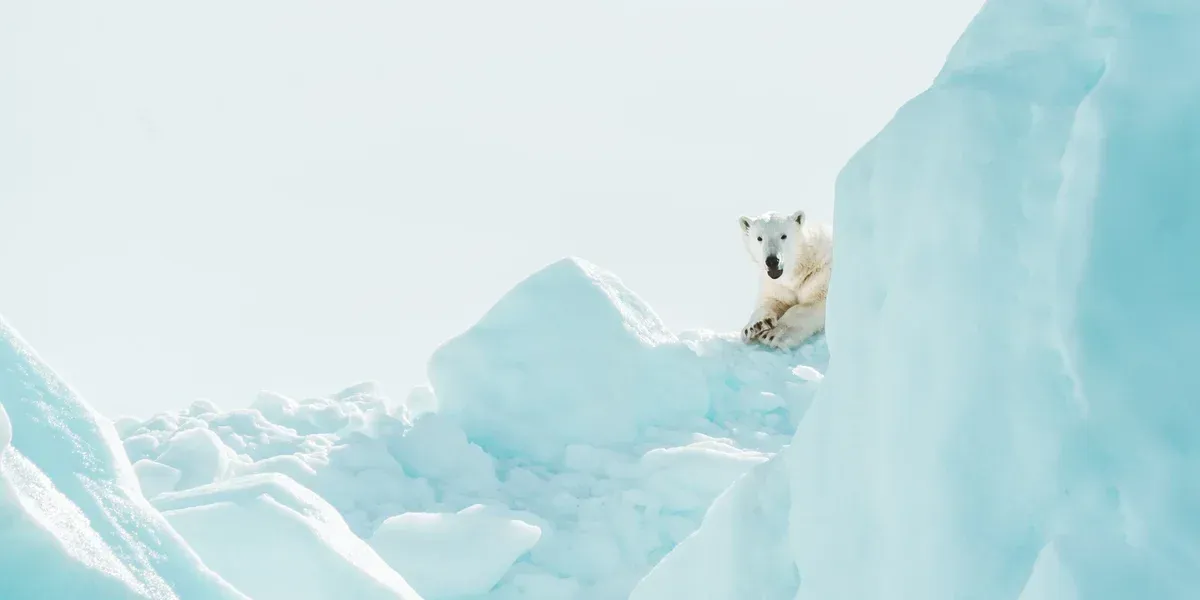 Nórsko láka späť ľadové medvede