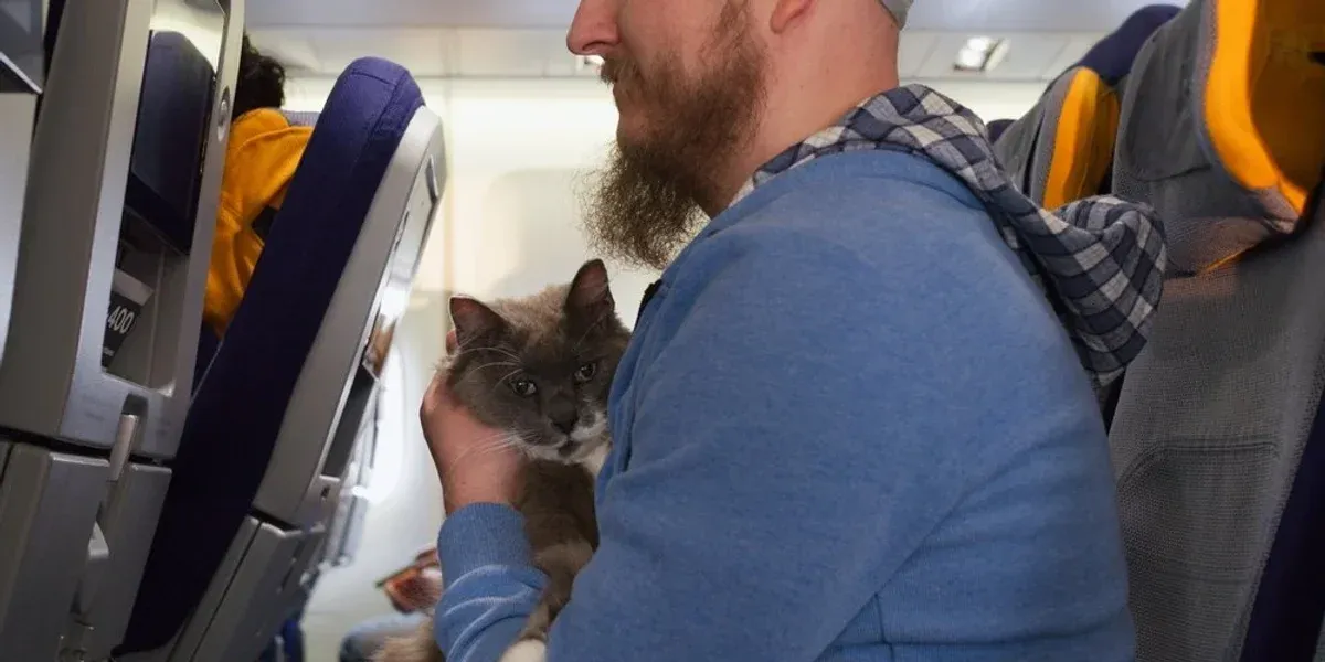 Preferencie pasažierov: radšej sedieť vedľa mačky ako vedľa dieťaťa
