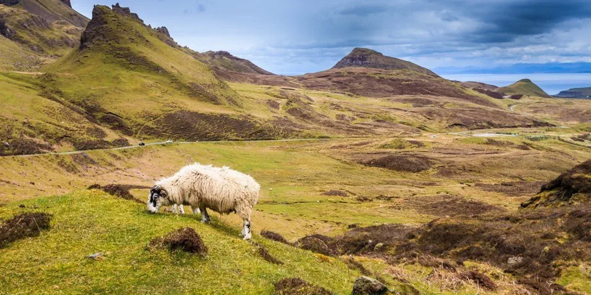 Najosamelejšia ovca v celej Británii