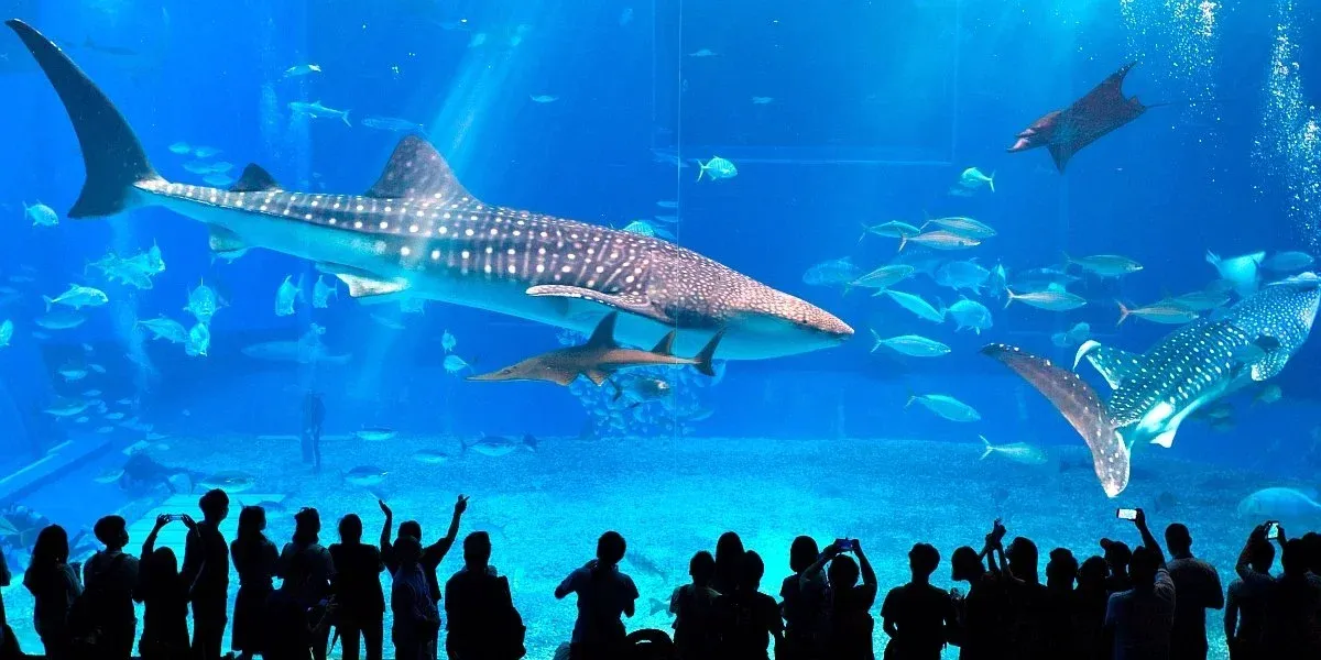Pár krokov od žralokov: tu sú najúžasnejšie akváriá v Európe