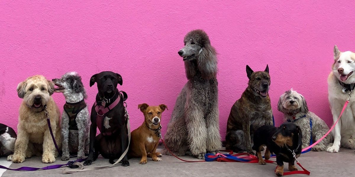 Különböző kutyafajták egymás mellett, a Los Angeles-i Pink Wall előtt