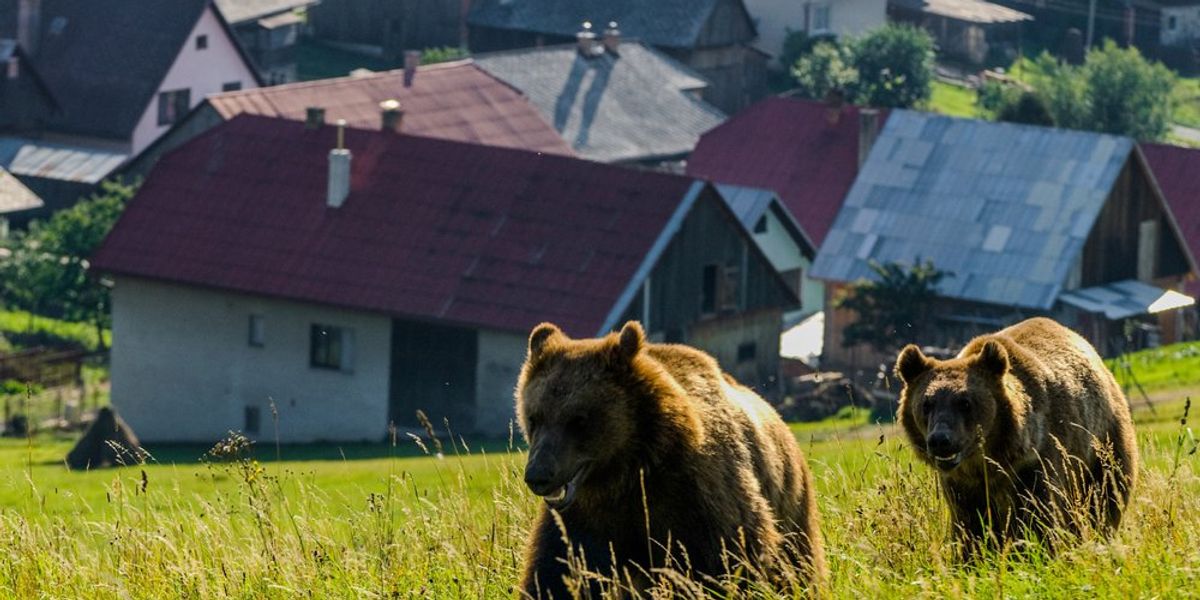 medvék egy falu szélén