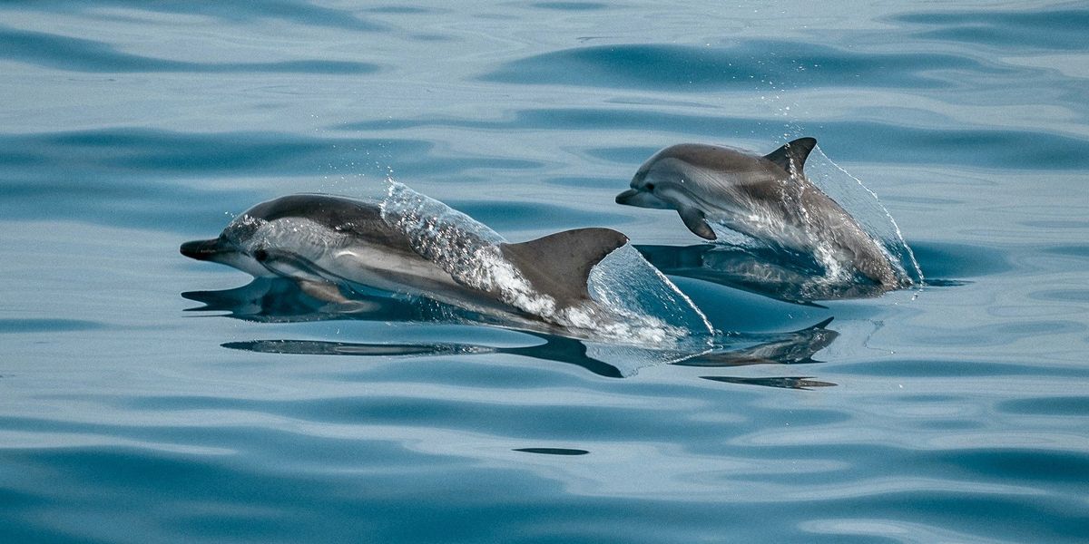 Óceánból kiugráló delfinek
