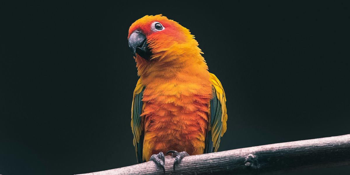 Káromkodó papagájok miatt kell rendet tennie az állatkertnek