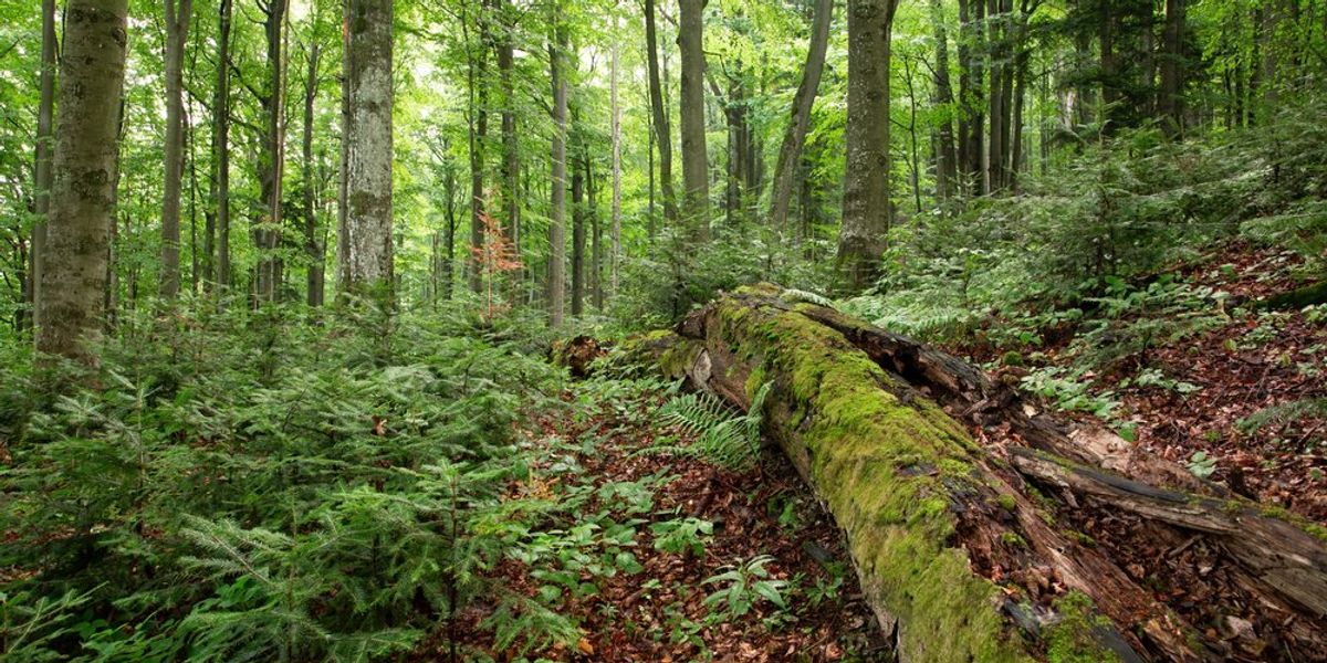 Po stopách pralesov na Slovensku