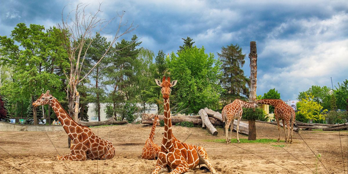 Innovatív állatparkok Közép-Európában