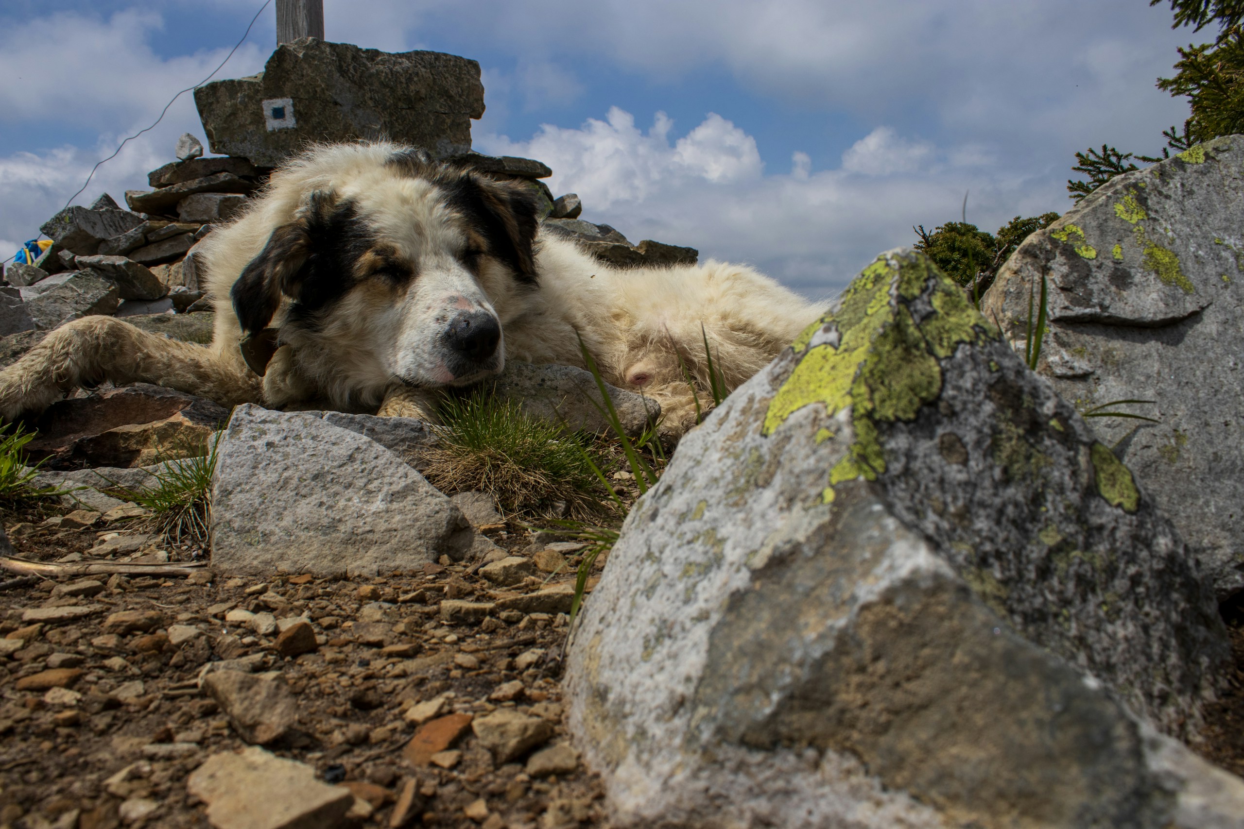 Különös dolgot vettek észre a csernobili kutyáknál