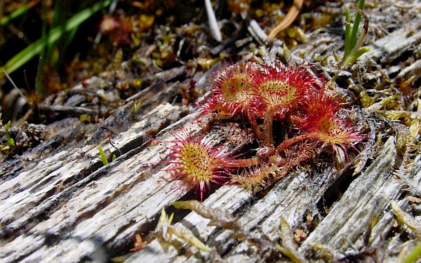 CHKO Horn&aacute; Orava