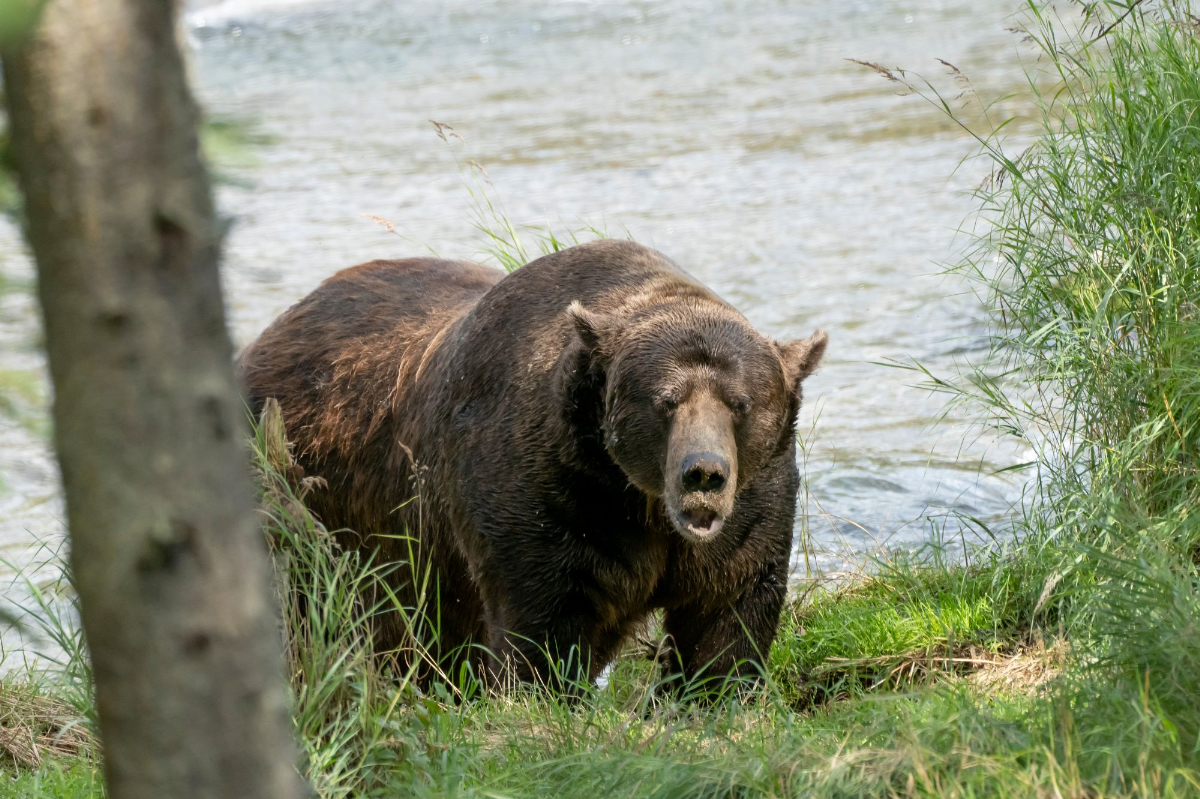 Najtučnejší medveď Aljašky má nového kráľa: Fat Bear Week 2025 vyhral Chunk