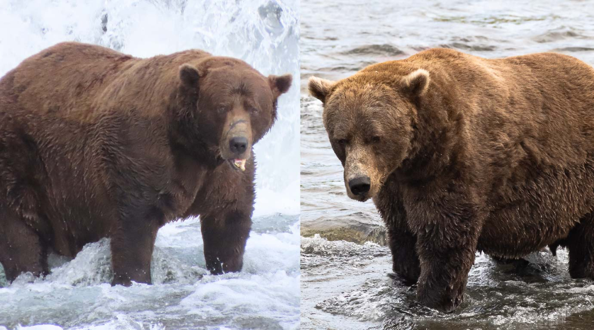 Najtučnejší medveď Aljašky má nového kráľa: Fat Bear Week 2025 vyhral Chunk