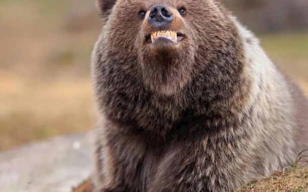 Valtteri Mulkahainen