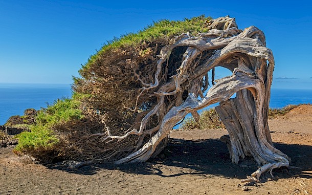 Henner Damke, Shutterstock