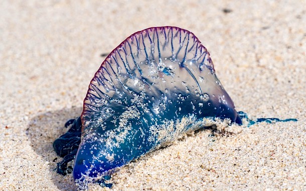 Christiane Lach, Shutterstock