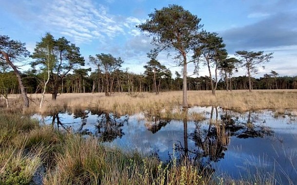 Wandelnet