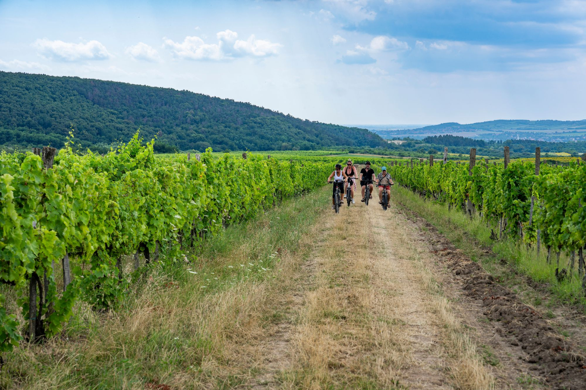 Tokaj - cyklistika medzi vinicami a pivnicami