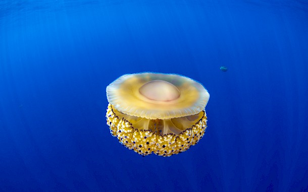 Damir Zurub, Shutterstock